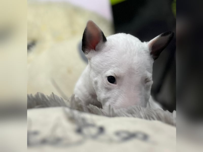 Miniatur Bullterrier Welpen Weiss Miniatur Bullterrier Welpen Weiss