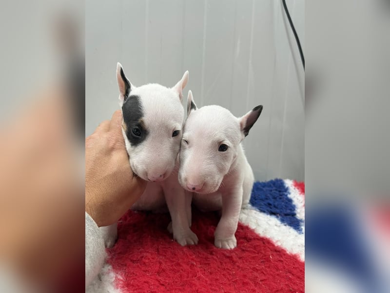 Miniatur Bullterrier Welpen Weiss Miniatur Bullterrier Welpen Weiss