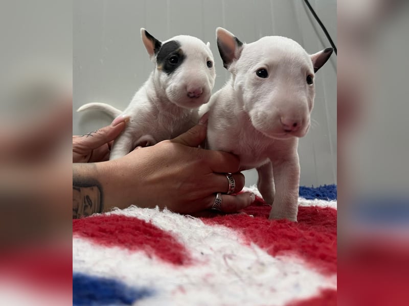 Miniatur Bullterrier Welpen Weiss Miniatur Bullterrier Welpen Weiss