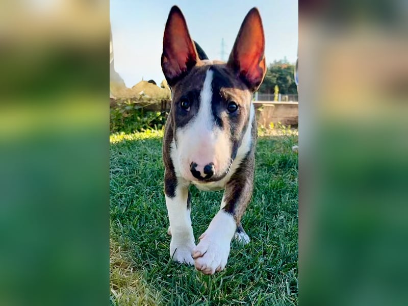 Miniatur Bullterrier FCI Gemma Gemmarum