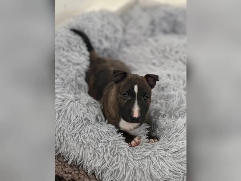 Miniatur Bullterrier FCI Gemma Gemmarum