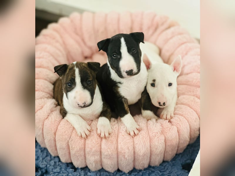 Miniatur Bullterrier FCI Gemma Gemmarum