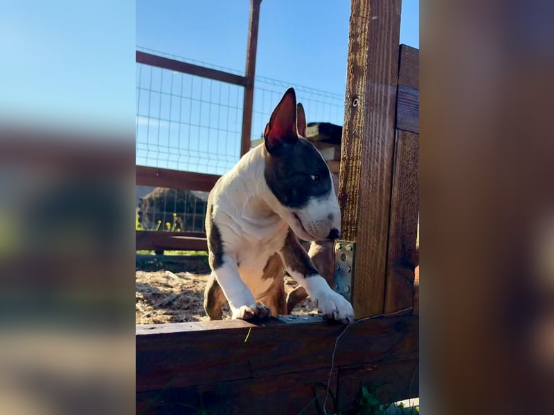 Miniatur Bullterrier FCI Gemma Gemmarum