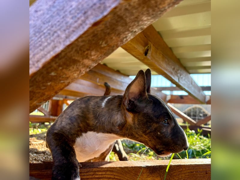 Miniatur Bullterrier FCI Gemma Gemmarum