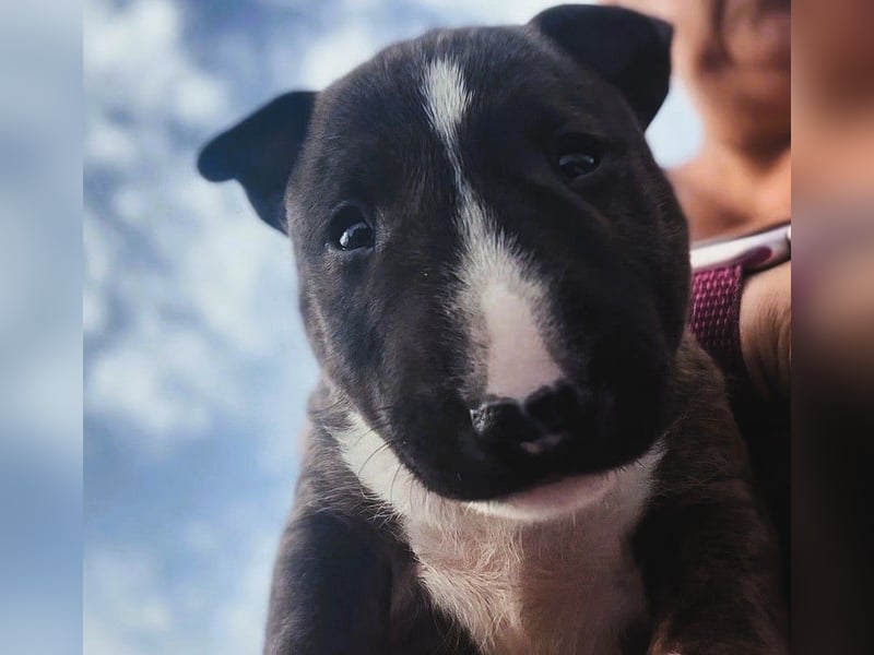 Miniatur Bullterrier FCI Gemma Gemmarum