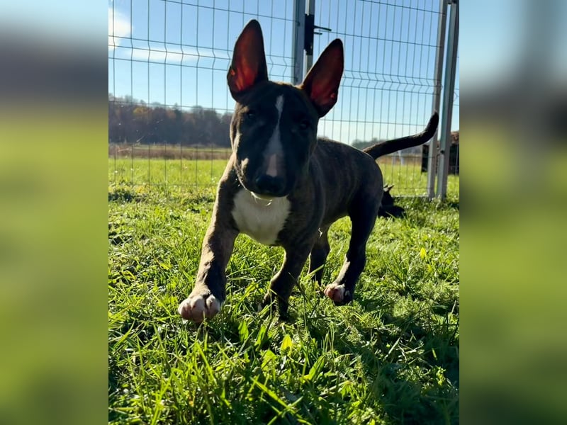 Miniatur Bullterrier FCI Gemma Gemmarum
