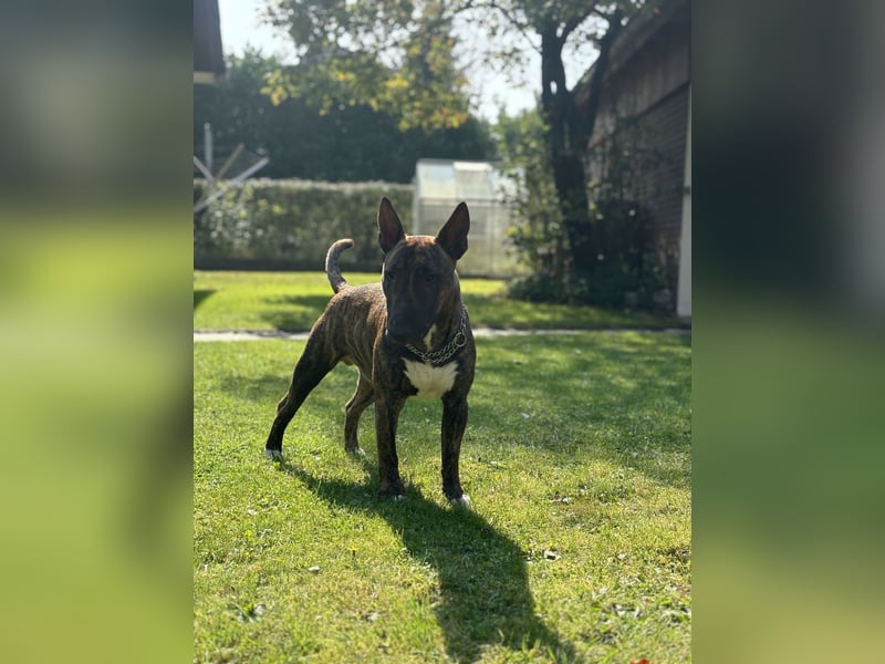 Miniatur Bullterrier