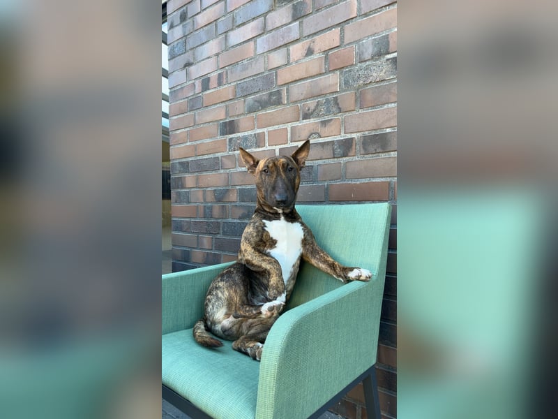 Miniatur Bullterrier