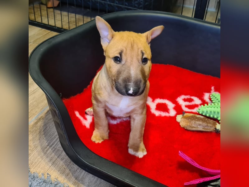 Miniature Bull Terrier Welpen mit Ahnentafel