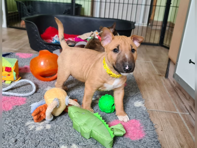 Miniature Bull Terrier Welpen mit Ahnentafel