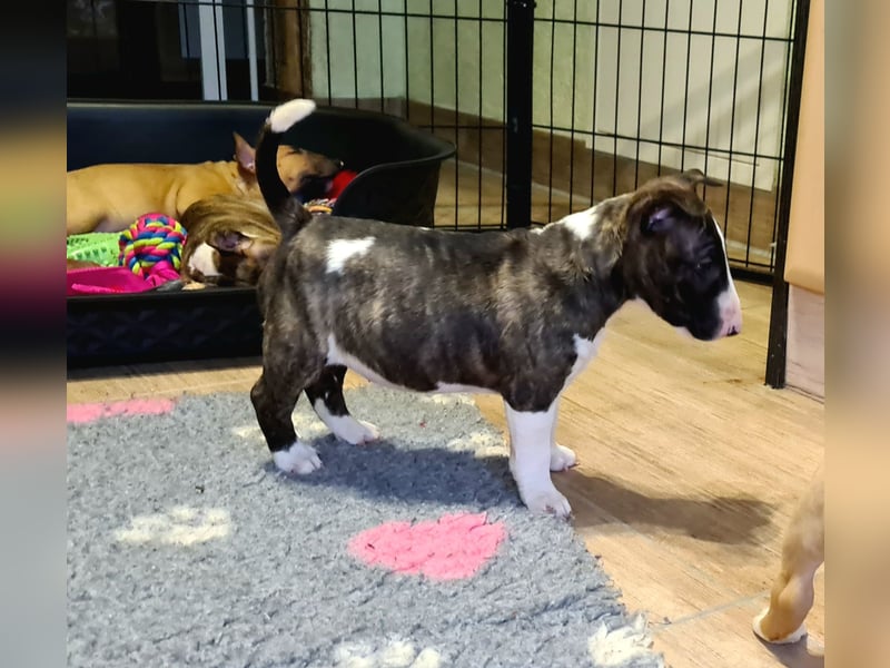 Miniature Bull Terrier Welpen mit Ahnentafel