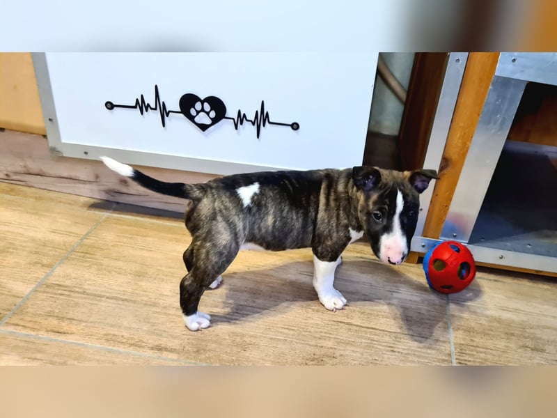 Miniature Bull Terrier Welpen mit Ahnentafel