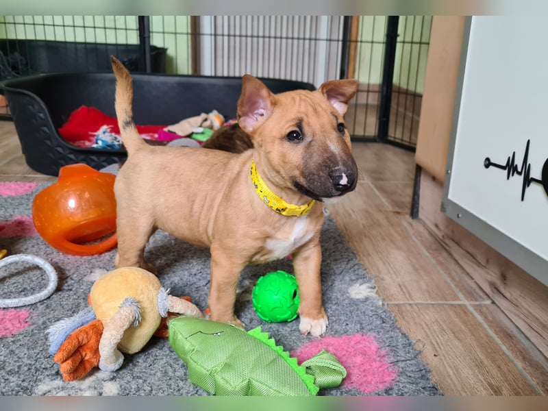 Miniature Bull Terrier Welpen mit Ahnentafel