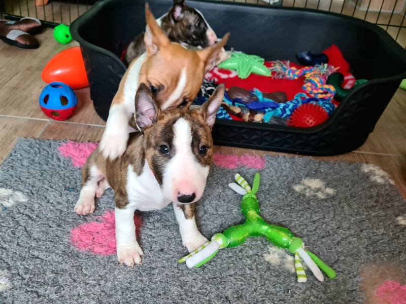 Miniature Bull Terrier Welpen mit Ahnentafel