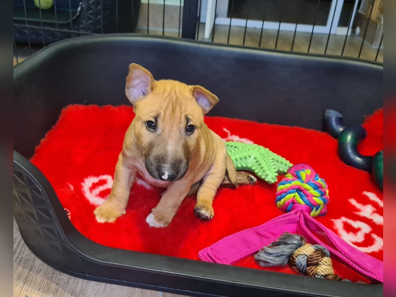 Miniature Bull Terrier Welpen mit Ahnentafel