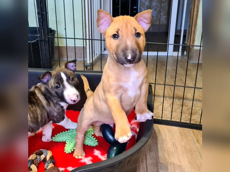 Miniature Bull Terrier Welpen mit Ahnentafel