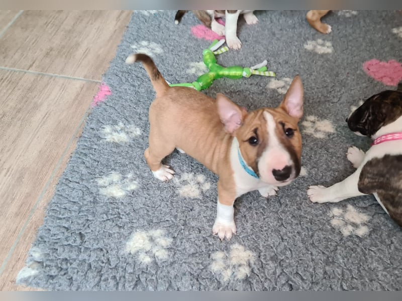 Miniature Bull Terrier Welpen mit Ahnentafel