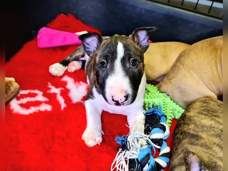 Miniature Bull Terrier Welpen mit Ahnentafel