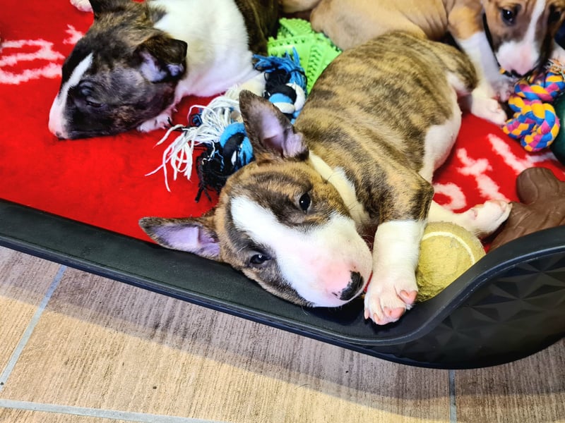 Miniature Bull Terrier Welpen mit Ahnentafel