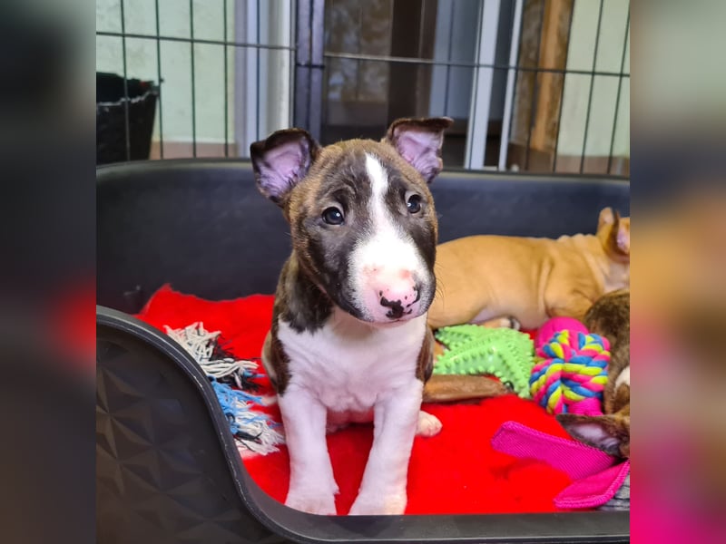 Miniature Bull Terrier Welpen mit Ahnentafel