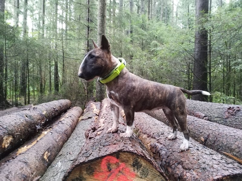 Miniature Bull Terrier Welpen mit Ahnentafel