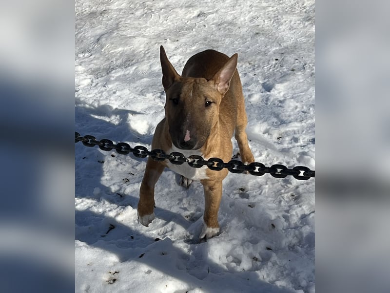 Miniatur Bullterrier Rüde fawn smut 10 Monate alt