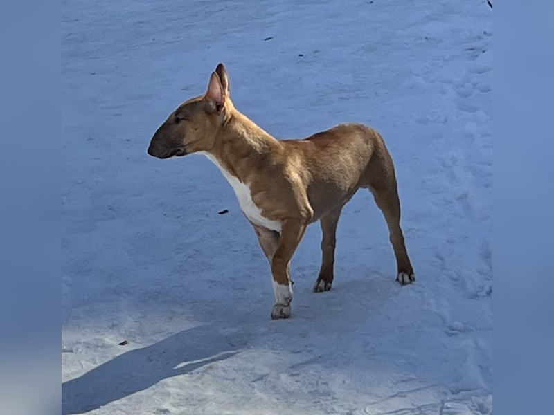 Miniatur Bullterrier Rüde fawn smut 10 Monate alt