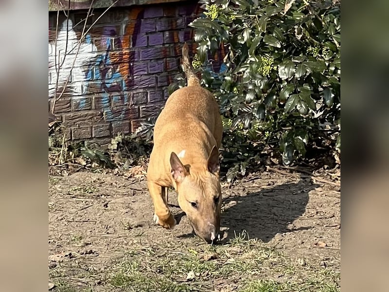 Miniatur Bullterrier Rüde fawn smut 10 Monate alt