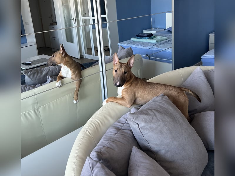 Miniatur Bullterrier Rüde fawn smut 10 Monate alt