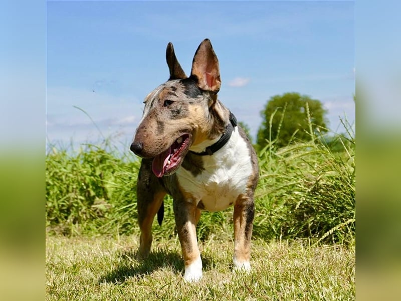 Miniatur Bullterrier in Sonderfarbe