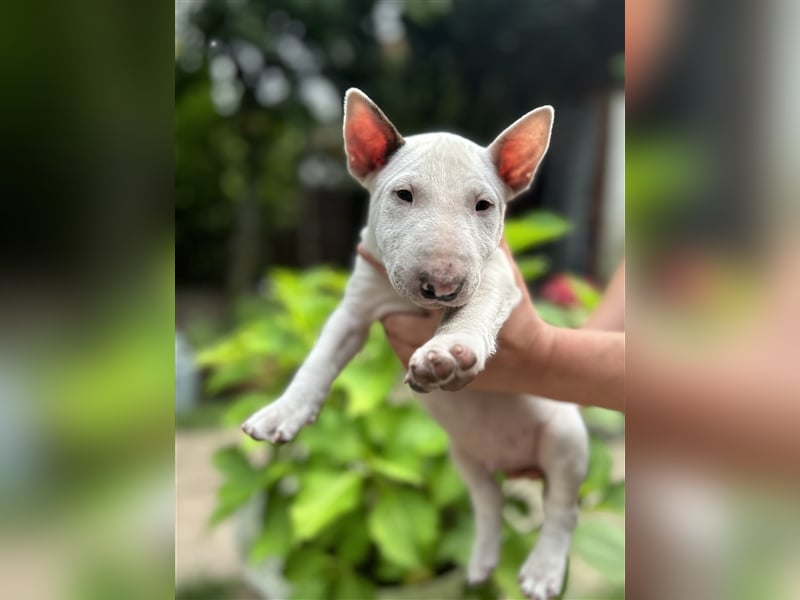 Miniatur Bullterrier Welpen 1 Junge und 1 Mädchen