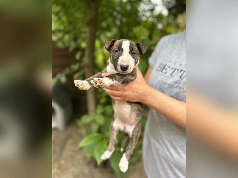 Miniatur Bullterrier Welpen 1 Junge und 1 Mädchen