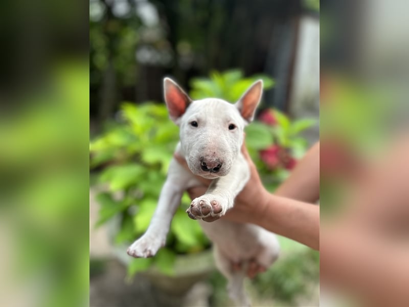 Miniatur Bullterrier Welpen 1 Junge und 1 Mädchen