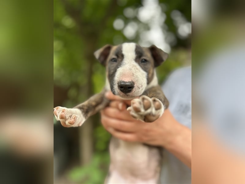 Miniatur Bullterrier Welpen 1 Junge und 1 Mädchen