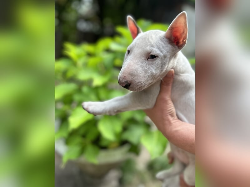 Miniatur Bullterrier Welpen 1 Junge und 1 Mädchen