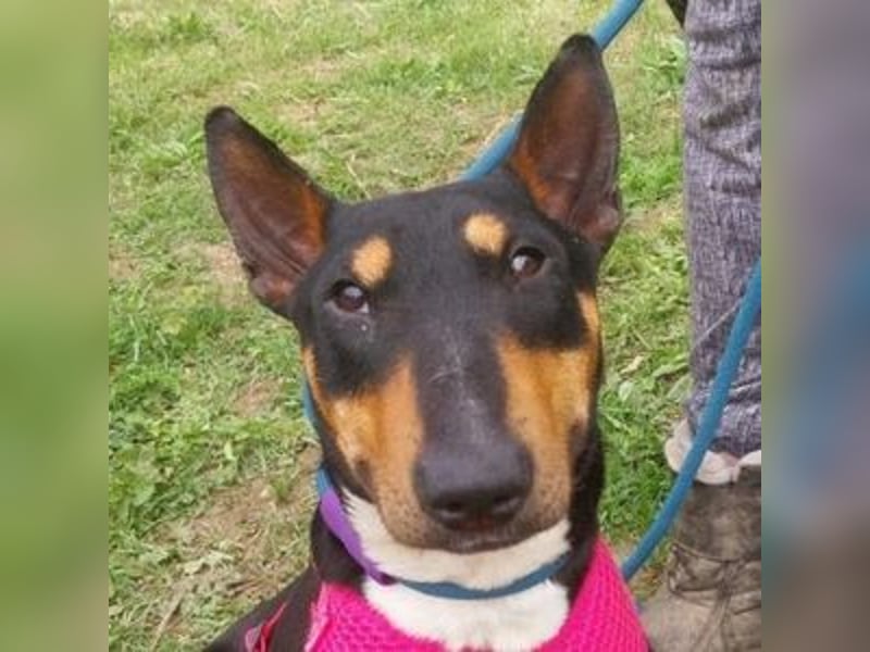 Bella 3, Miniatur Bullterrier Mischling