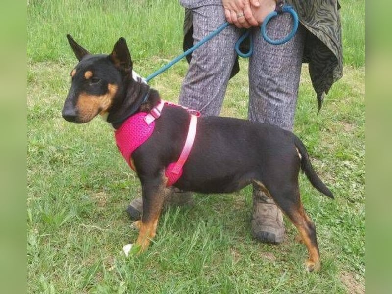 Bella 3, Miniatur Bullterrier Mischling