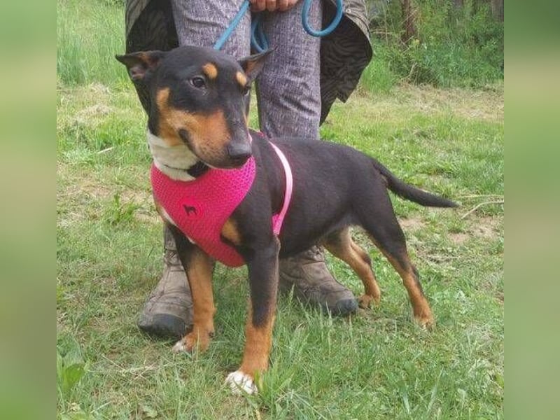 Bella 3, Miniatur Bullterrier Mischling