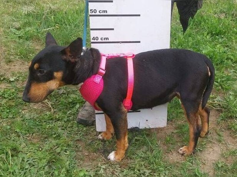 Bella 3, Miniatur Bullterrier Mischling
