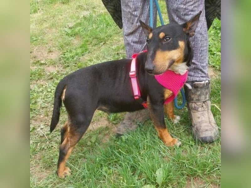 Bella 3, Miniatur Bullterrier Mischling