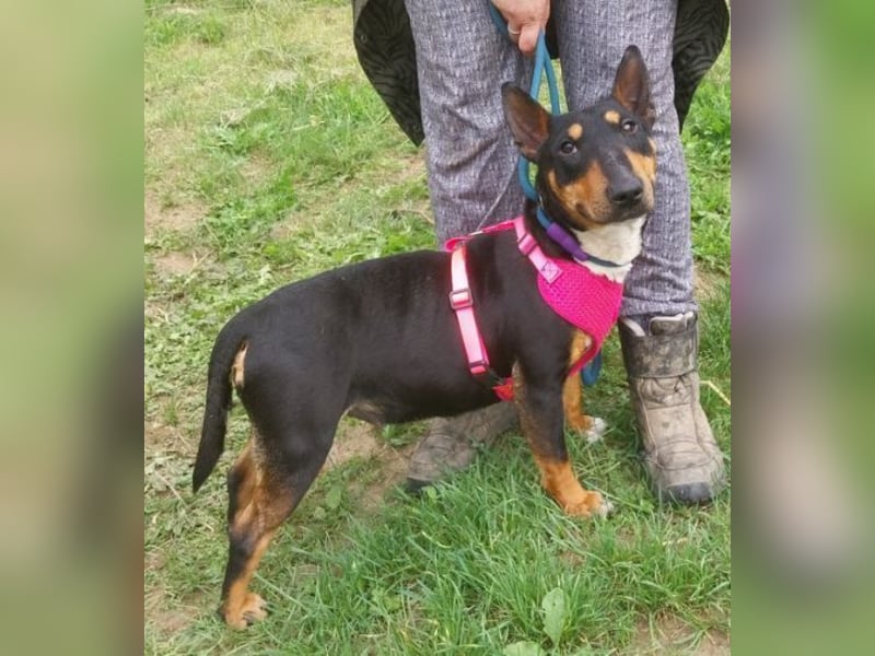 Bella 3, Miniatur Bullterrier Mischling