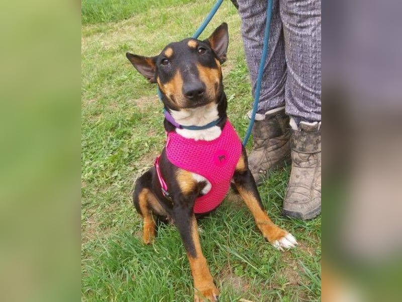 Bella 3, Miniatur Bullterrier Mischling
