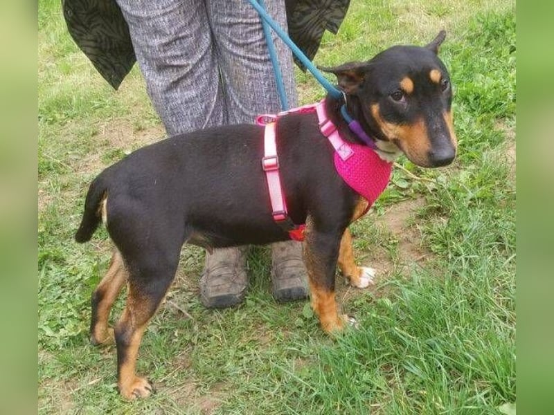 Bella 3, Miniatur Bullterrier Mischling