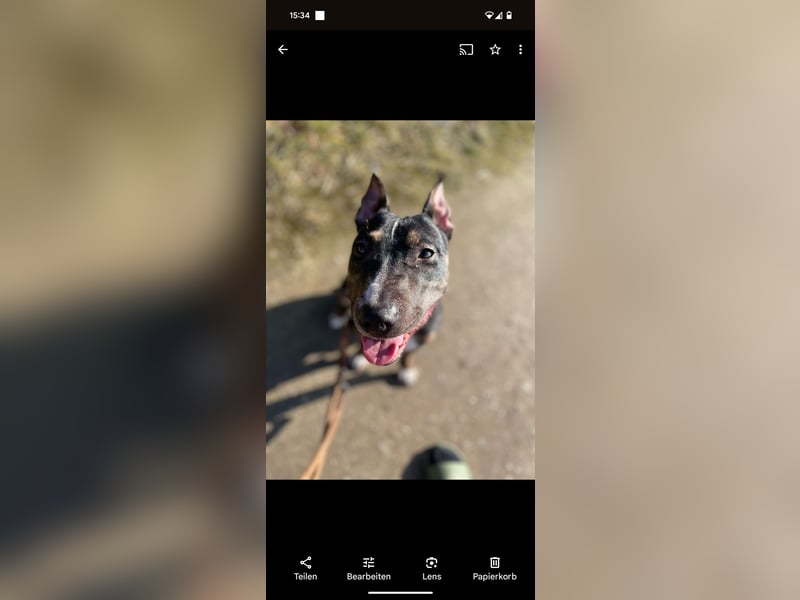 Miniatur Bullterrier Mix Hündin