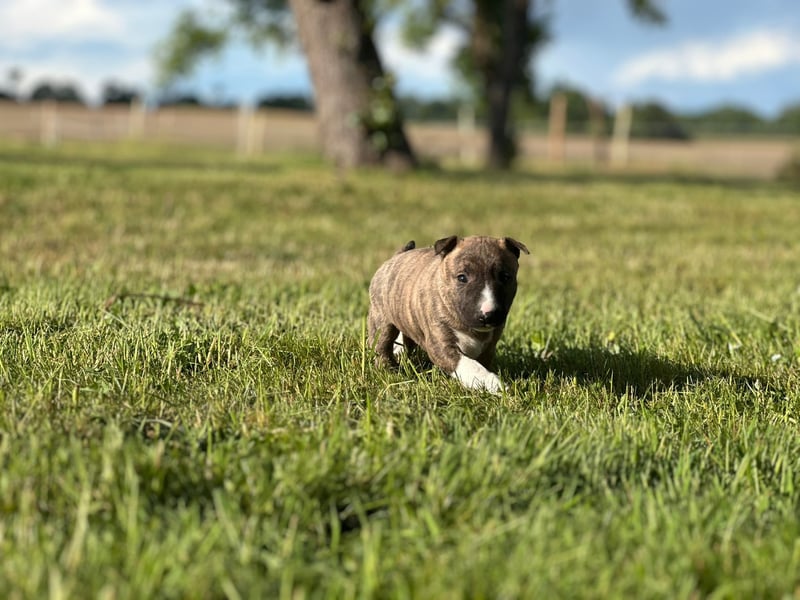 Miniatur Bullterrier Welpen mit VDH/FCI Papieren