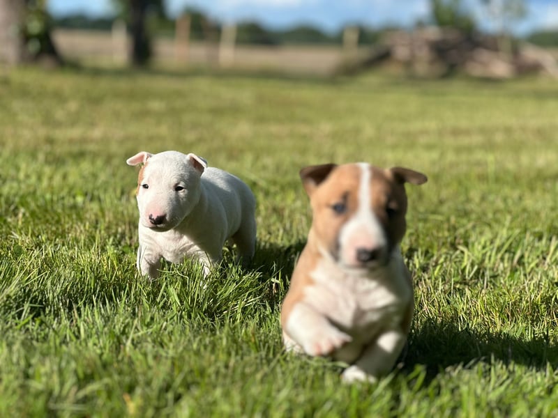 Miniatur Bullterrier Welpen mit VDH/FCI Papieren