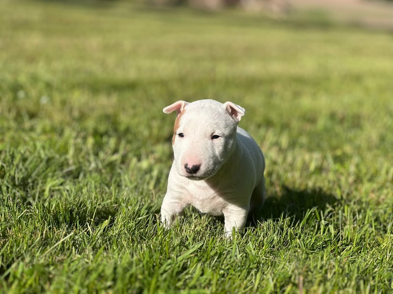 Miniatur Bullterrier Welpen mit VDH/FCI Papieren