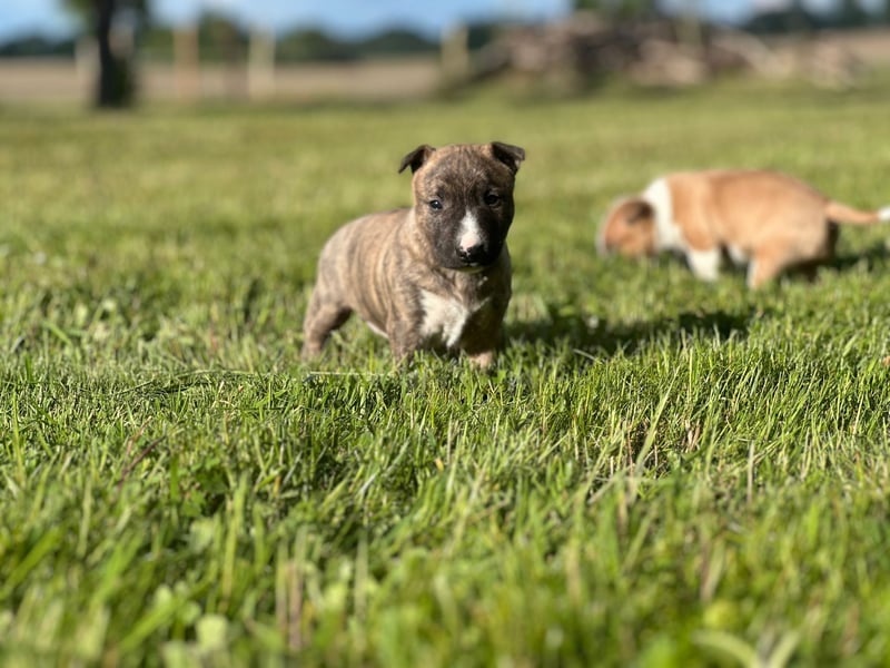 Miniatur Bullterrier Welpen mit VDH/FCI Papieren