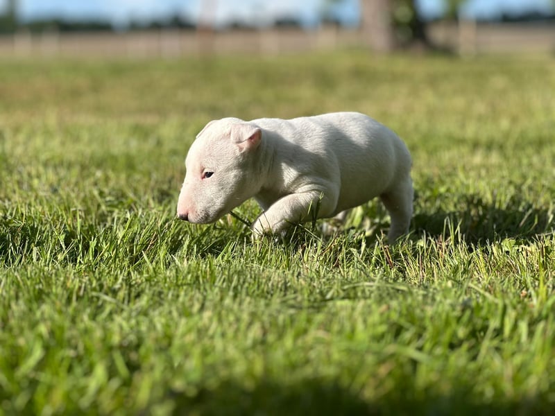 Miniatur Bullterrier Welpen mit VDH/FCI Papieren