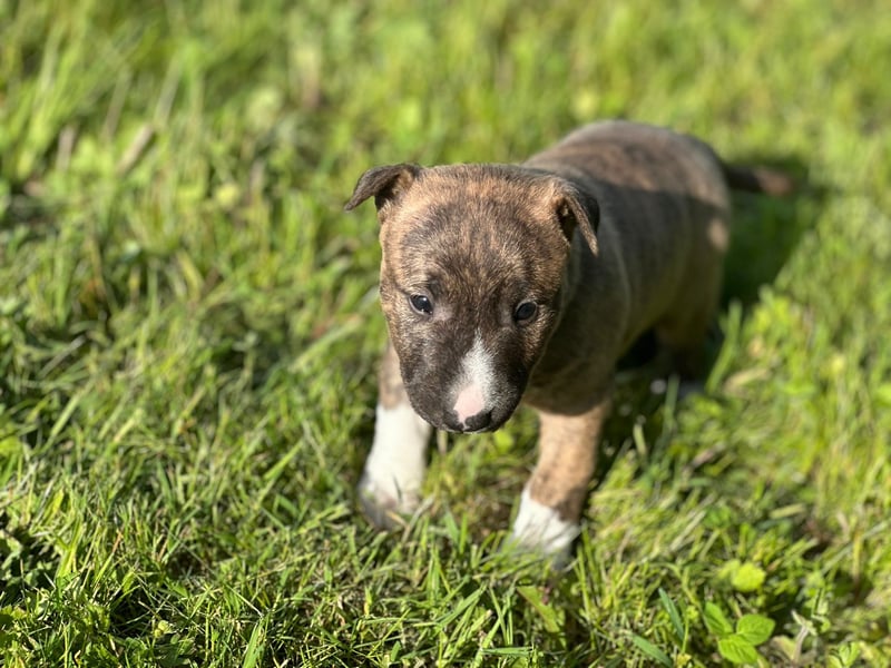 Miniatur Bullterrier Welpen mit VDH/FCI Papieren